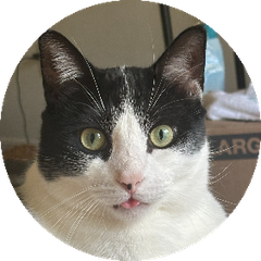 Dr. Missy, a tuxedo cat