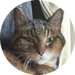Dr. Socks, a tabby cat