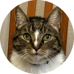 Dr. Thomas, a brown tabby cat
